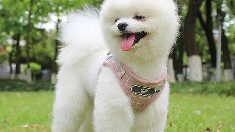 chaoya科技有限公司